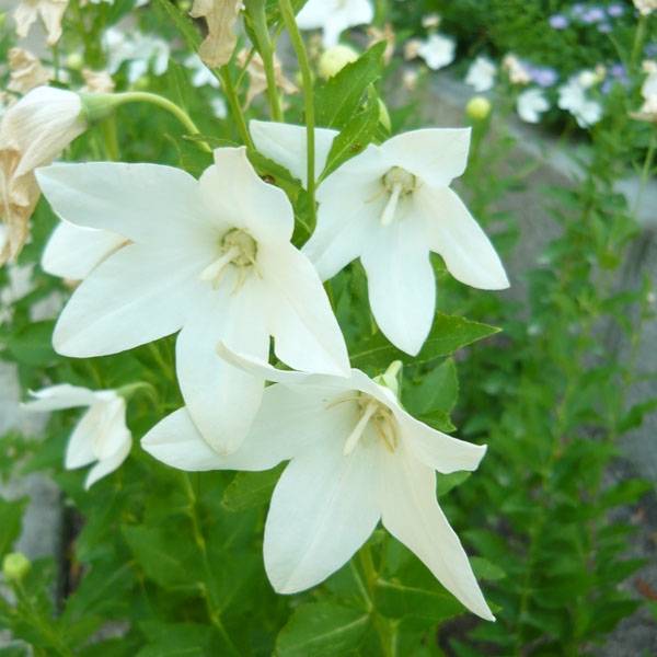 Platycodon grandiflorus Fuji White Godet de 7/8 cm