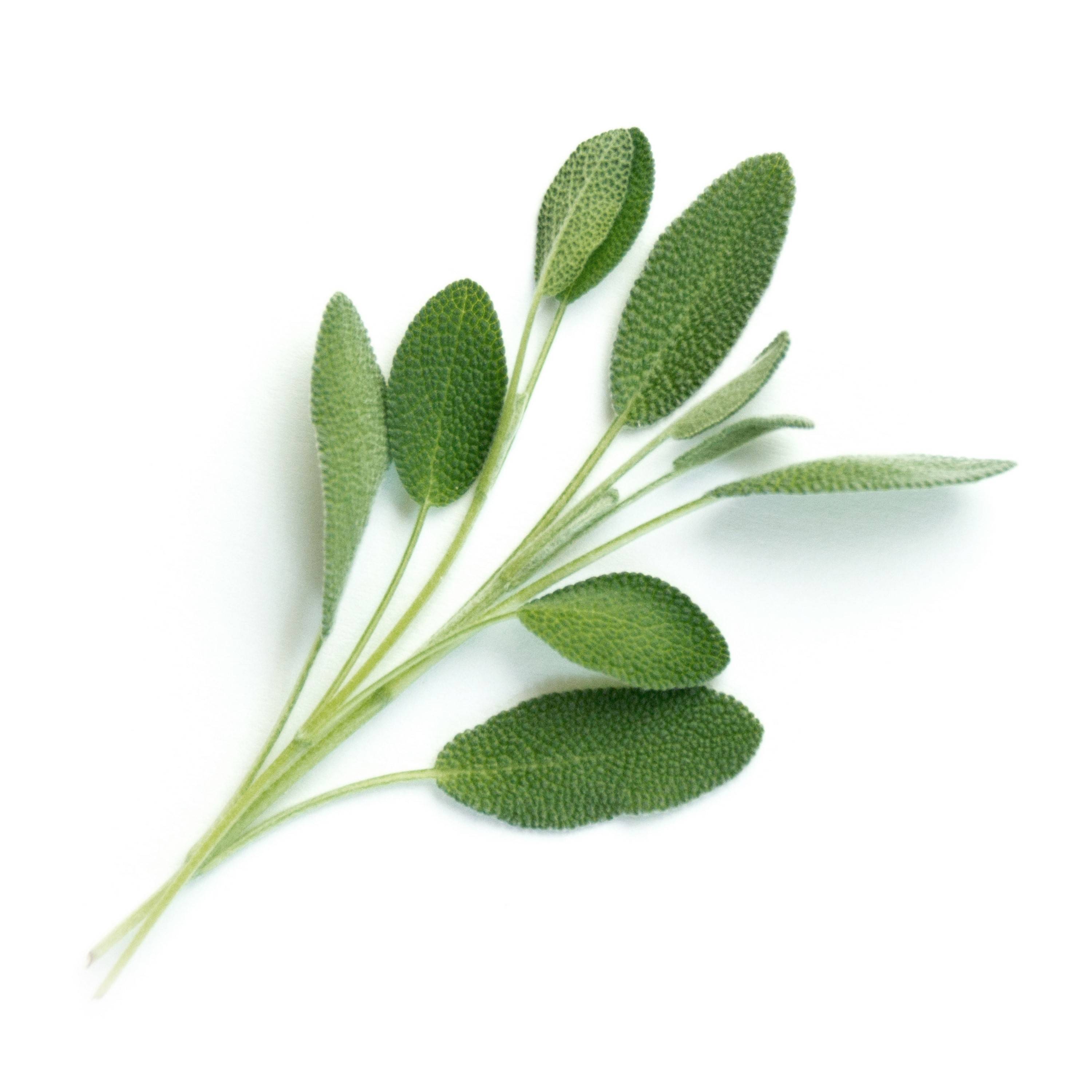 Veritable - Lingot Sauge BIO - Recharge prête à l'emploi - Véritable - Image 2