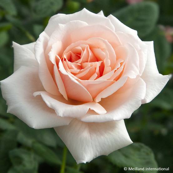 Rosier à grandes fleurs Donatella Pot de 4L/5L