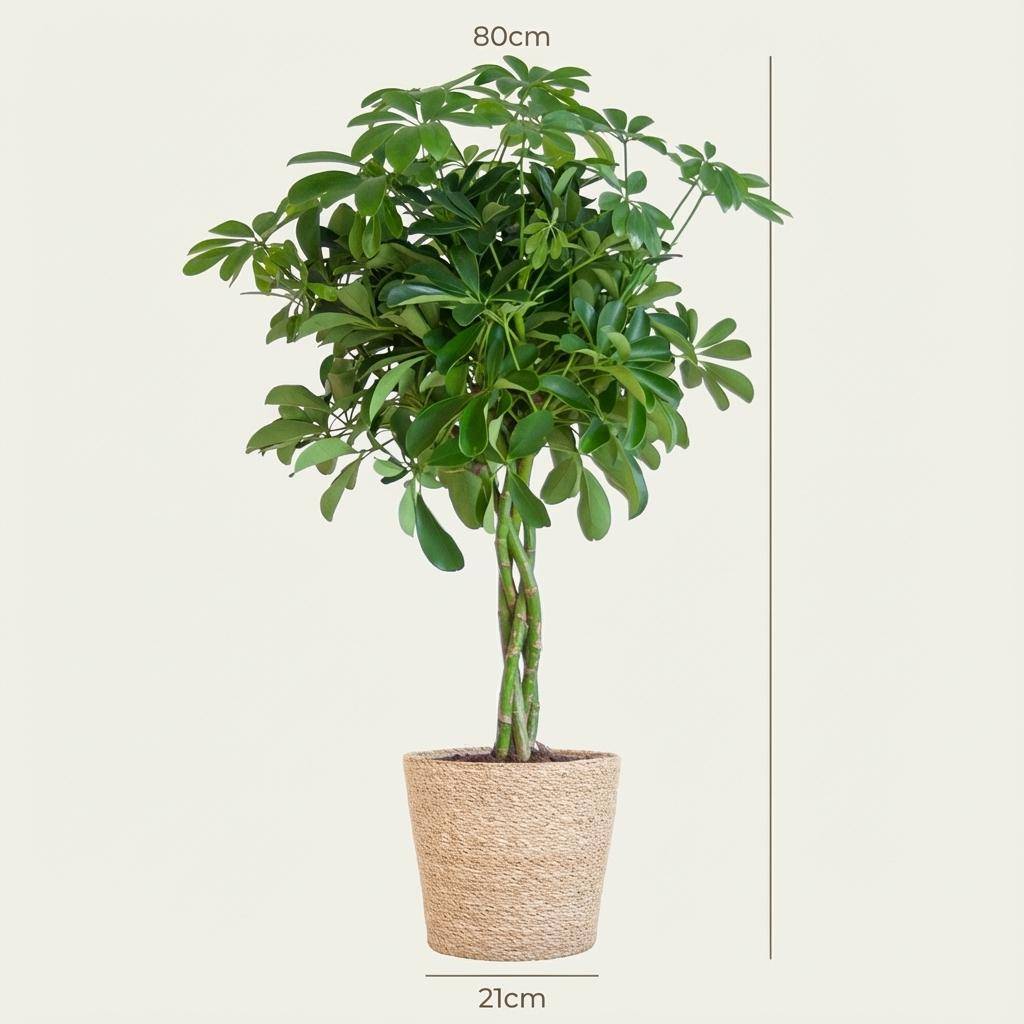 Schefflera Arab Nora - Pot de 21cm - Hauteur 70cm - Panier - Plantes d'intérieur - Image 4