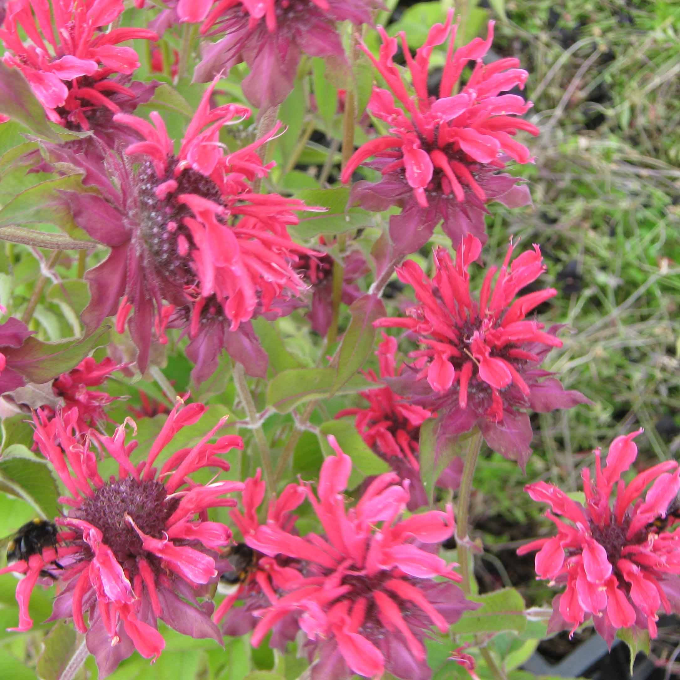 Monarde Gewitter Wolke - Bergamote rose tyrien Godet de 8/9 cm