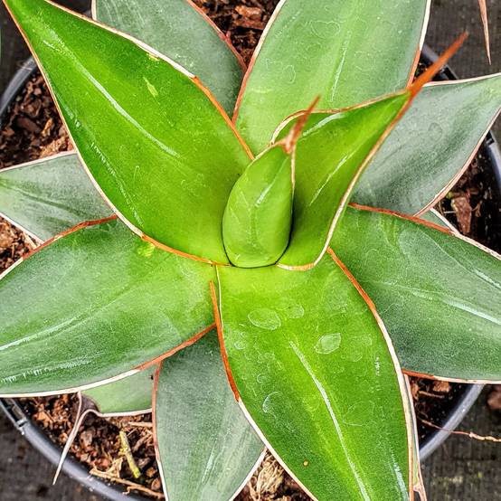 Agave impressa Impressive Godet de 8/9 cm