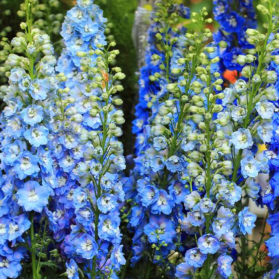 Delphinium Sky Blue-White Bee - Pied d'Alouette vivace Godet de 8/9 cm