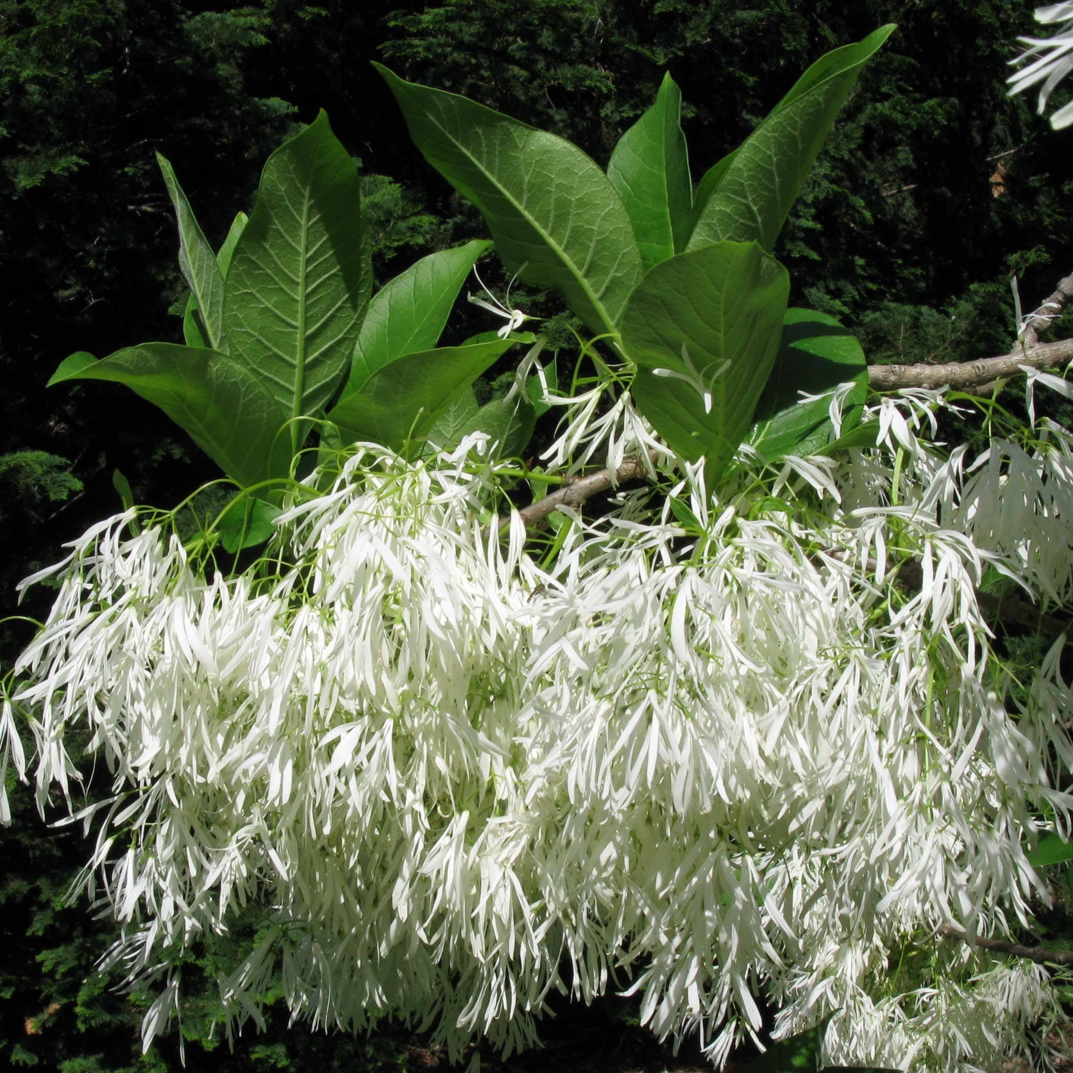 Promesse de Fleurs - Chionanthus virginicus - Arbre de neige Pot de 12L/15L