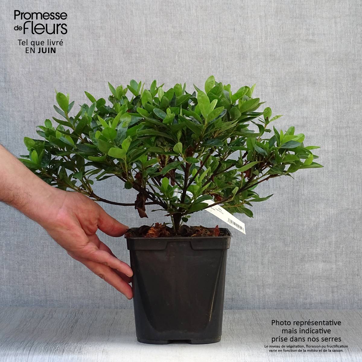 Promesse de Fleurs - Azalée du Japon White Prince - Rhododendron hybride Pot de 2L/3L - Image 2