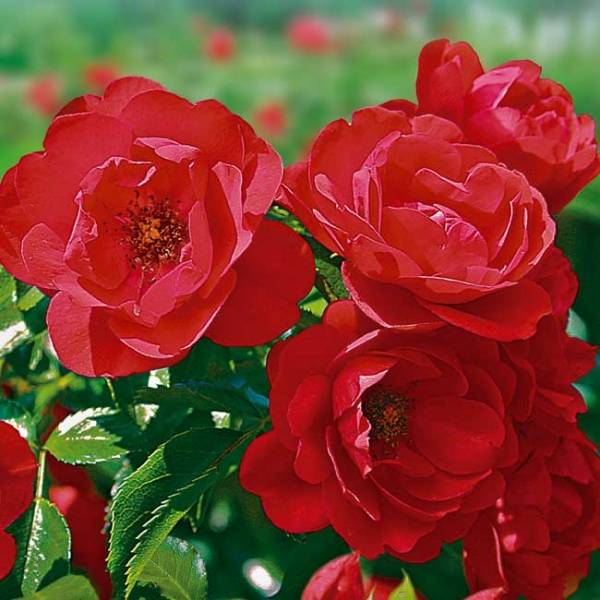 Promesse de Fleurs - Rosier Décorosiers Kadora Pot de 4L/5L
