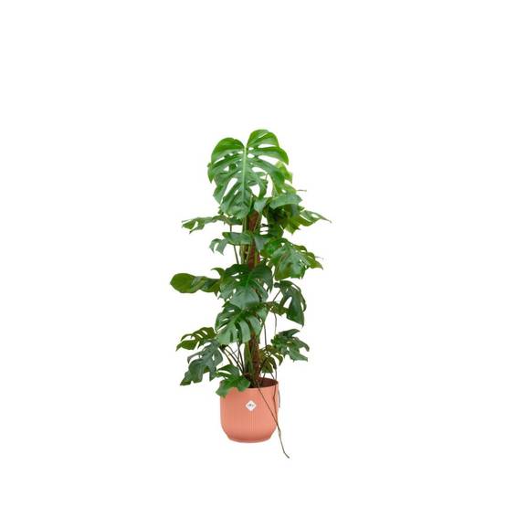 Monstera Pertusum 120cm et son pot- La Green Touch Rose 30cm - Hauteur 120cm