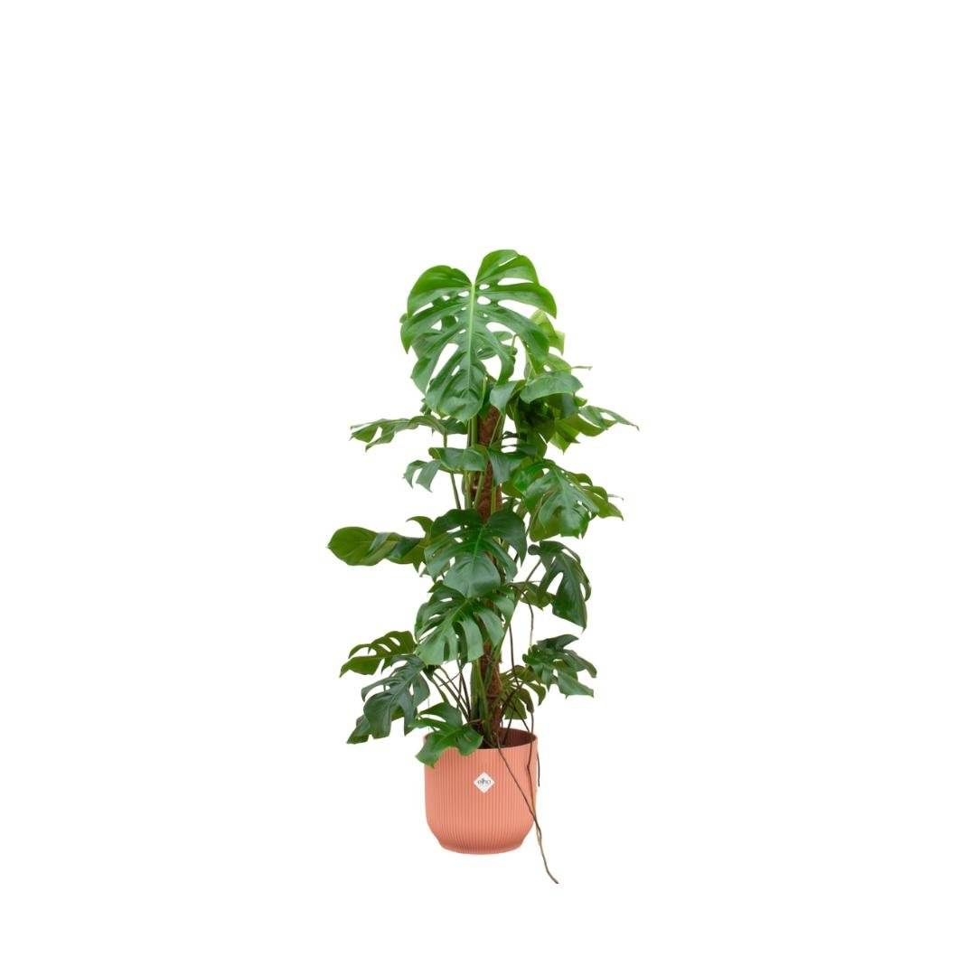 Monstera Pertusum 120cm et son pot- La Green Touch Rose 30cm - Hauteur 120cm