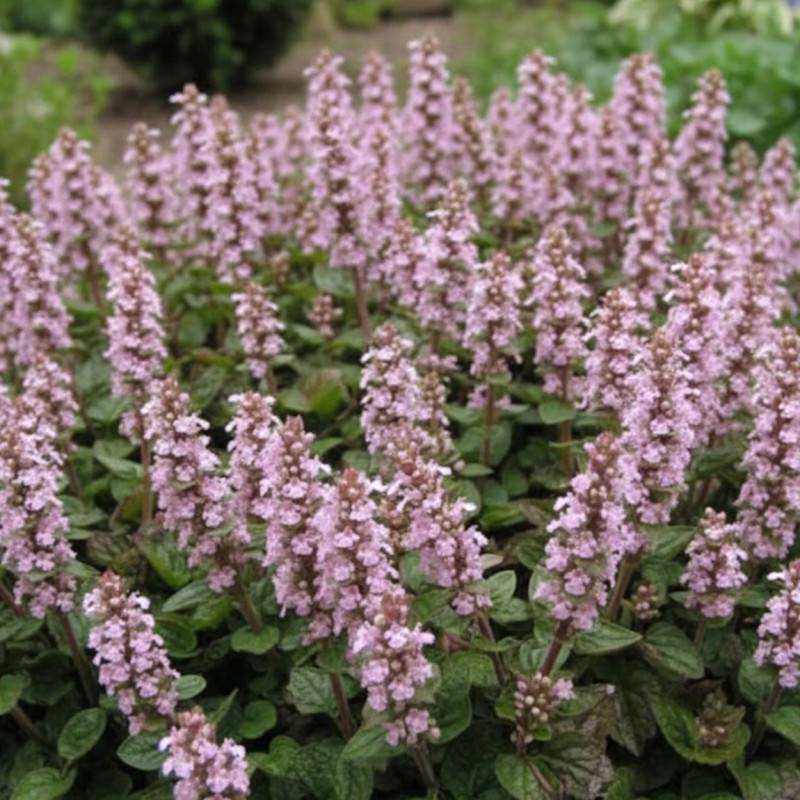 Bugle rampante Rose, Ajuga à fleurs Rose/ - feuillage Persistant - Godet - 5/20 cm - Image 1