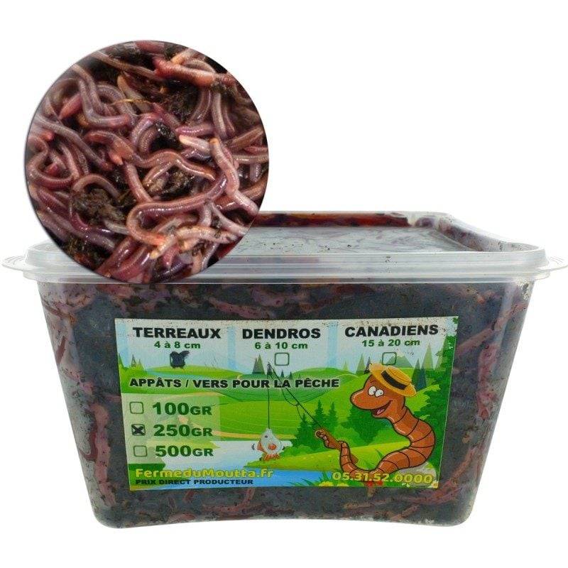 Ferme Du Moutta - Vers de terreau vivants Eisenia pour la pêche, 250 g, environ 400 à 500 vers - Image 1
