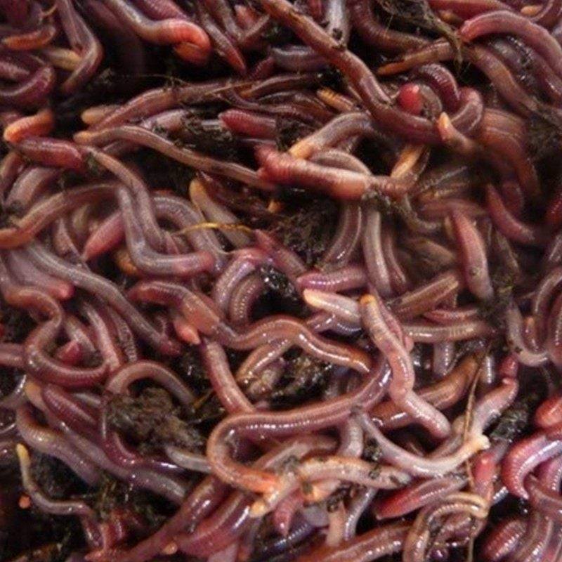 Ferme Du Moutta - Vers de terreau vivants Eisenia pour la pêche, 250 g, environ 400 à 500 vers - Image 2