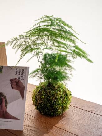 Kit Kokedama - Asparagus- La Green Touch