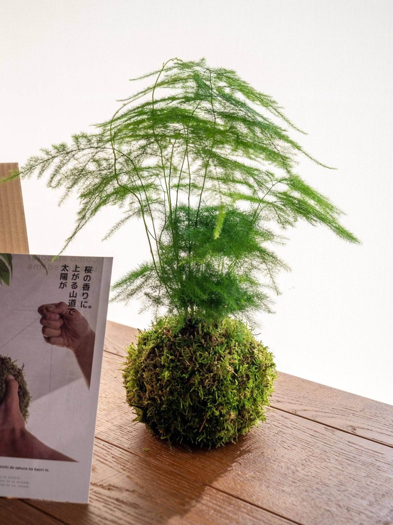 Kit Kokedama - Asparagus- La Green Touch - Image 1