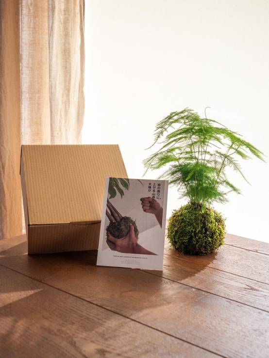 Kit Kokedama - Asparagus- La Green Touch - Image 2