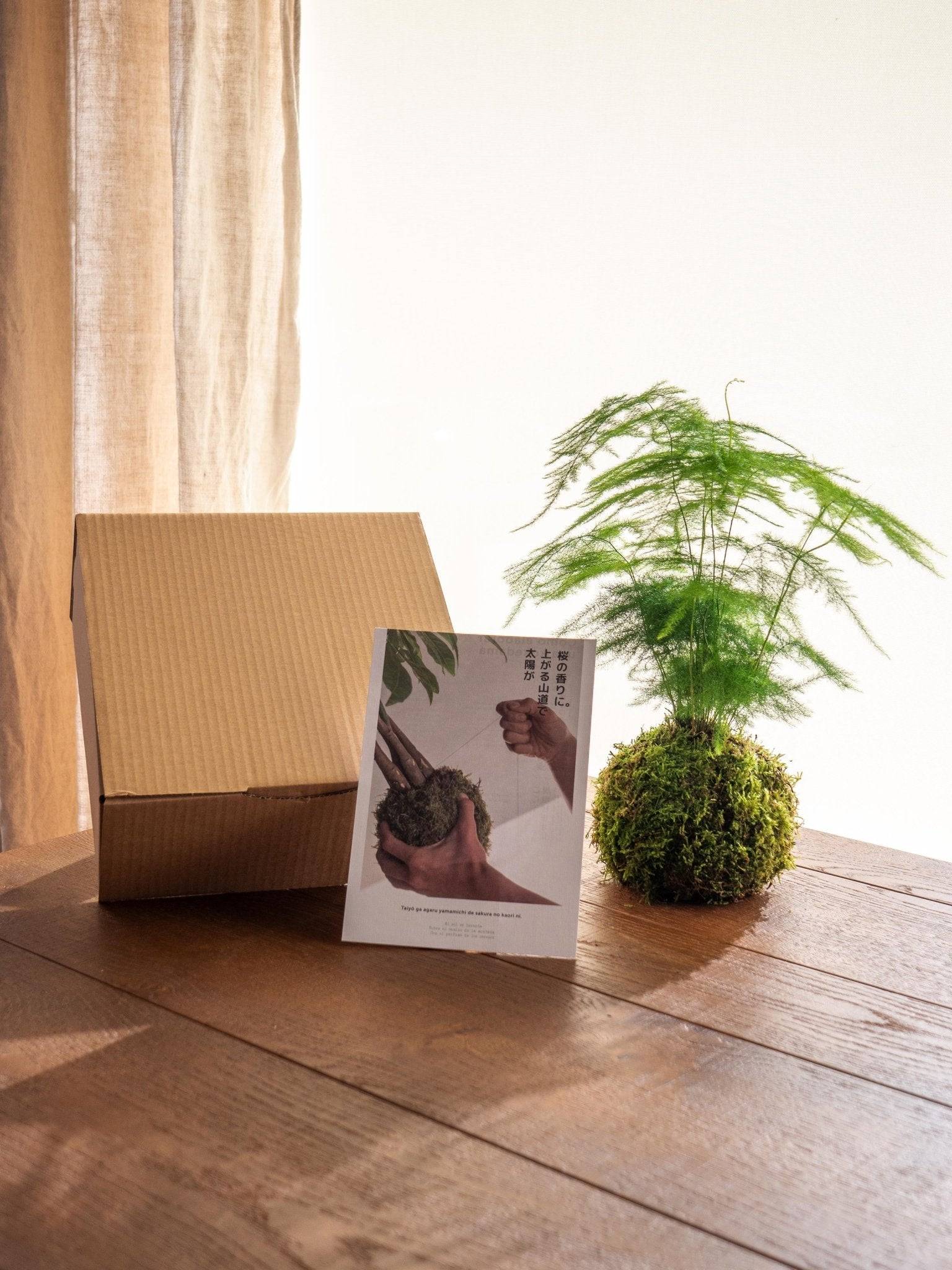 Kit Kokedama - Asparagus- La Green Touch - Image 2