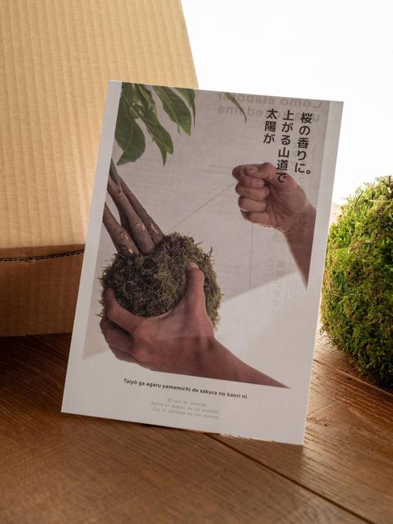 Kit Kokedama - Asparagus- La Green Touch - Image 4