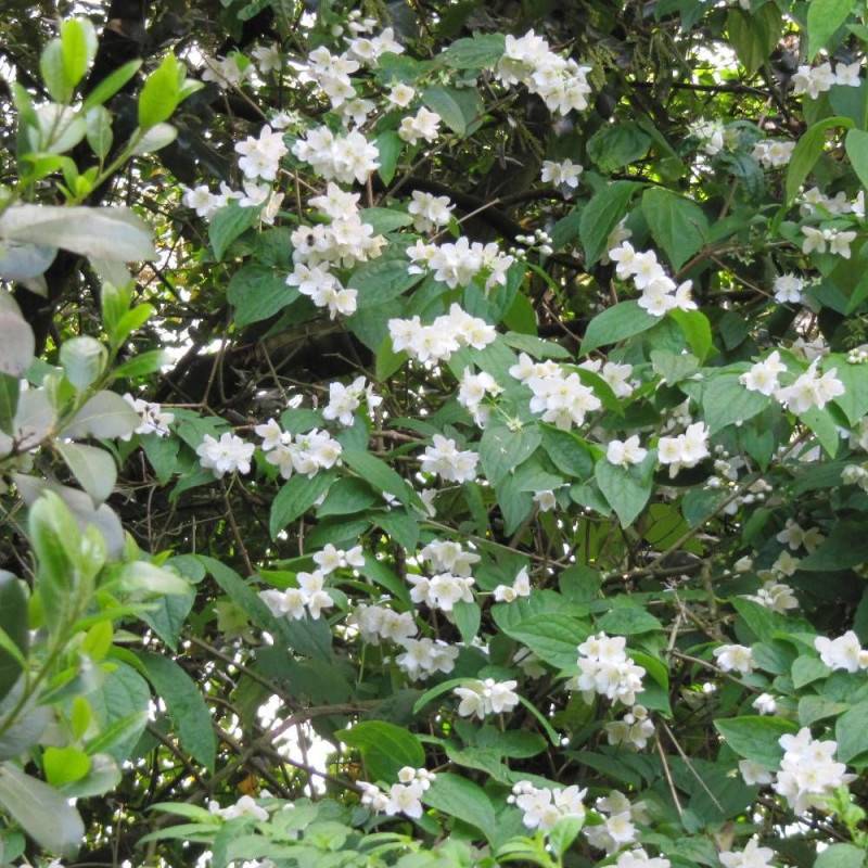 Seringat des jardins virginal, Philadelphus à fleurs Blanche - feuillage Caduc - Pot de 4L - 40/60 cm-  hauteur à maturité De 1,00 m à 1,50 m - Image 2