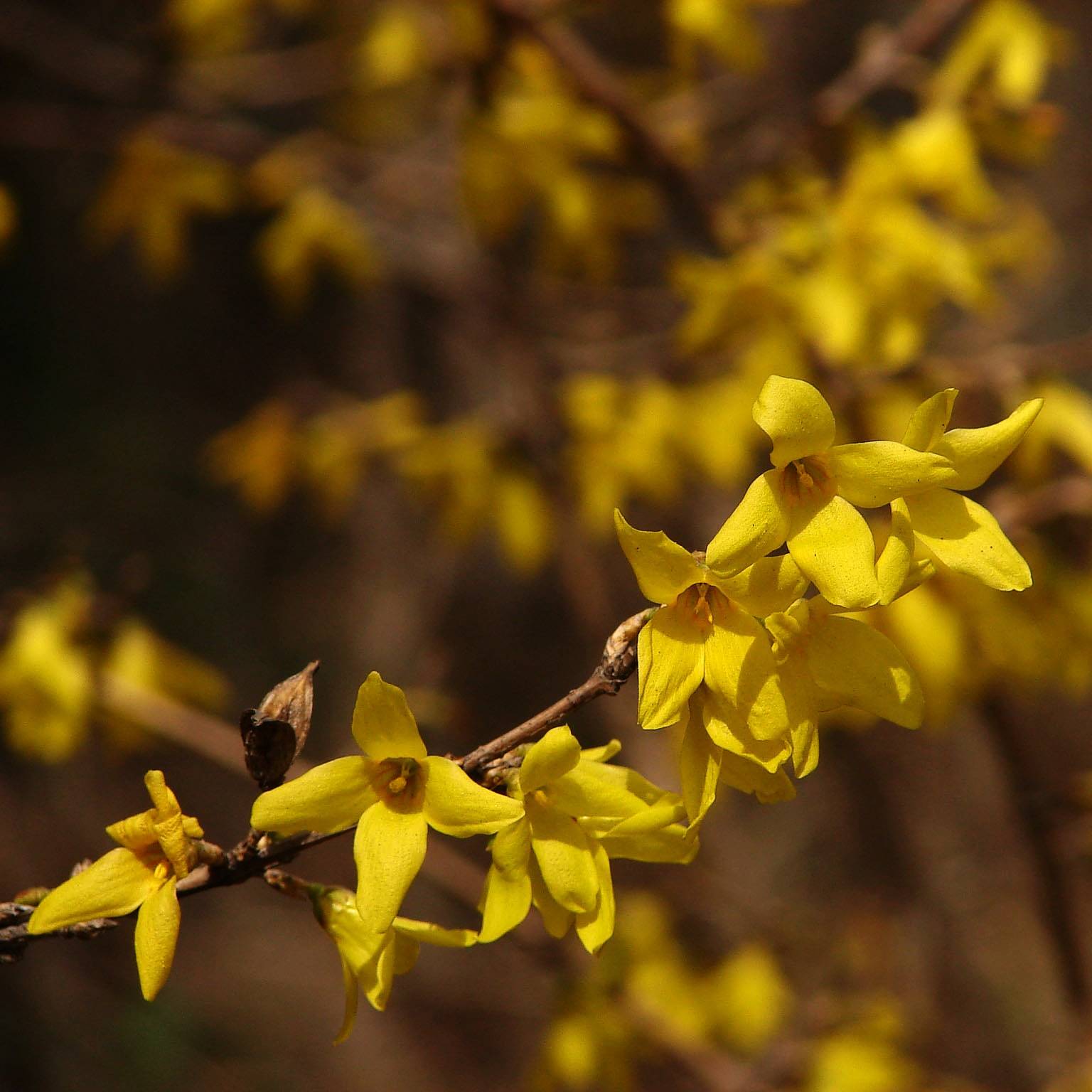 Promesse de Fleurs - Forsythia koreana Kumsun - Forsythia de Corée - Pot de 3L/4L