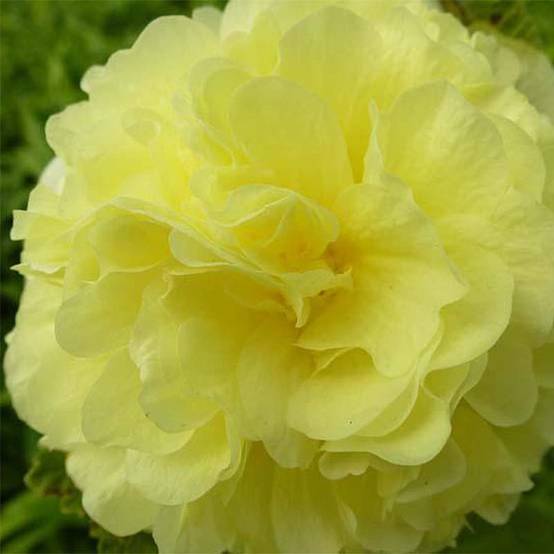 Rose trémière - Alcea rosea Chater's Double Jaune Godet de 7/8 cm