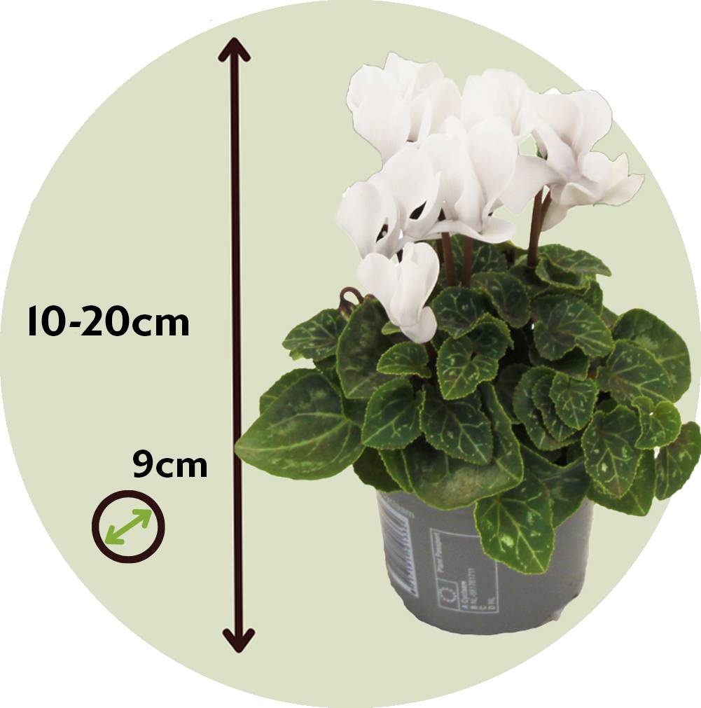 Plant In A Box - Cyclamen de Perse - Set de 3 - Cyclamen 'Metis White' - Hauteur 10-20cm - ⌀9cm - Image 6