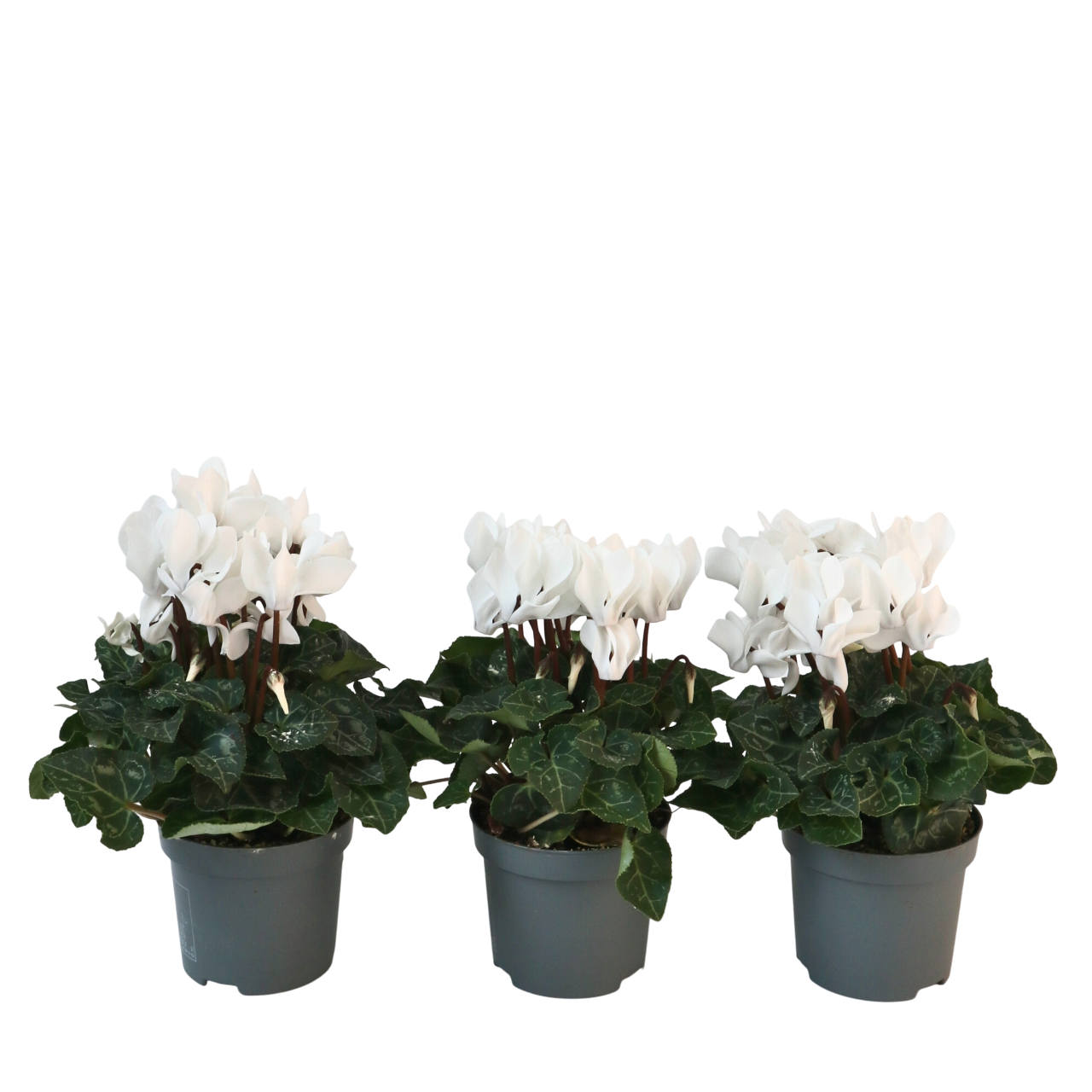 Plant In A Box - Cyclamen de Perse - Set de 3 - Cyclamen 'Metis White' - Hauteur 10-20cm - ⌀9cm