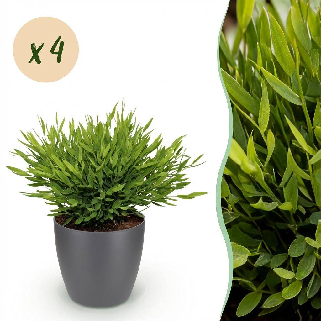 Bamusa Pogonatherum Monica - Pet-friendly - Bambou miniature - Pot de 12cm - Hauteur 20cm - 4 plantes - Gris - Plantes d'intérieur - Image 1