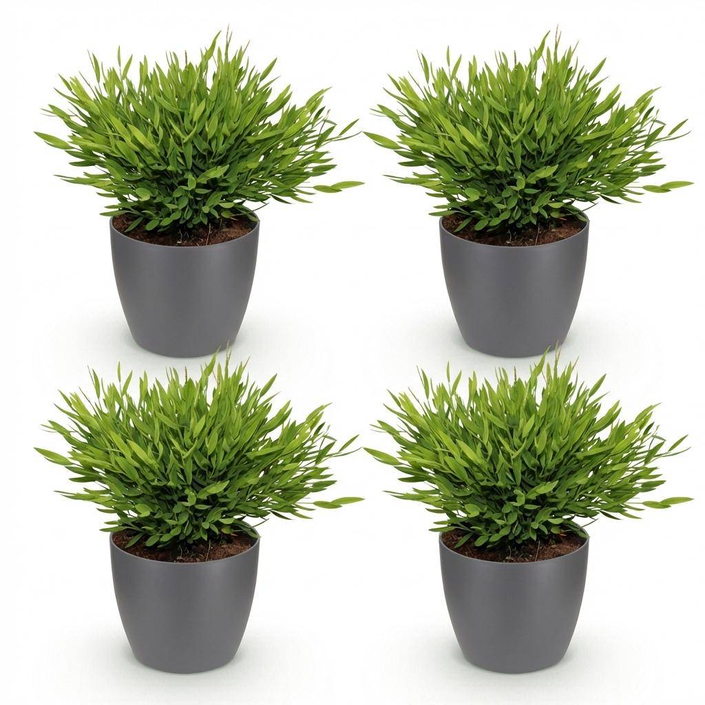Bamusa Pogonatherum Monica - Pet-friendly - Bambou miniature - Pot de 12cm - Hauteur 20cm - 4 plantes - Gris - Plantes d'intérieur - Image 2