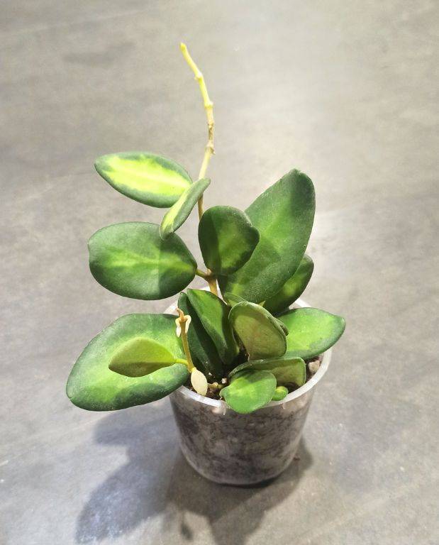 Hoya Burtoniae Variegata D. 6cm H. 10cm - Plante d'intérieur - IndoorPoppies - Image 1