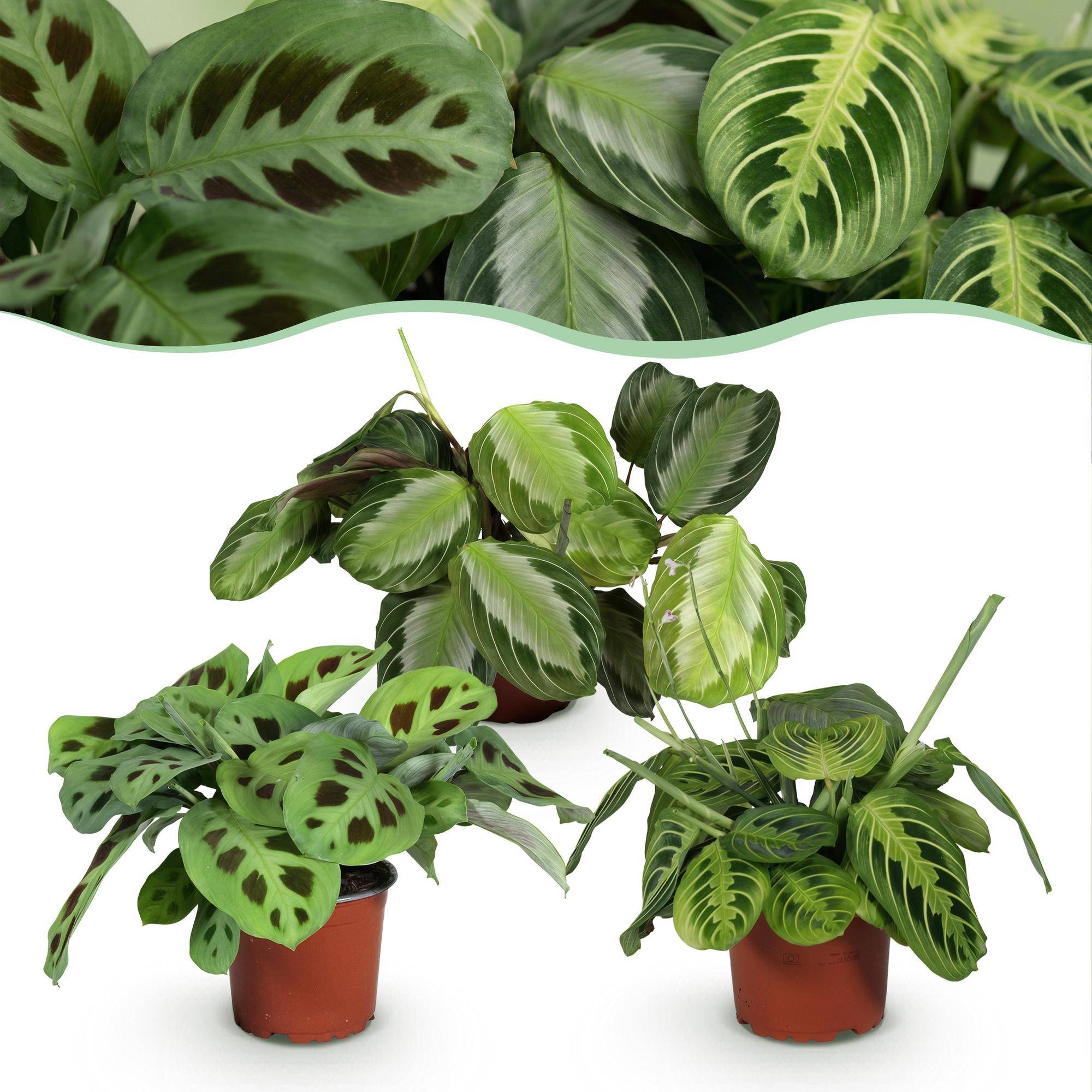 Trio de Maranta - H35cm - Image 3