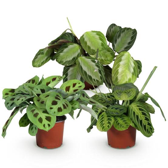 Trio de Maranta - H35cm - Image 4