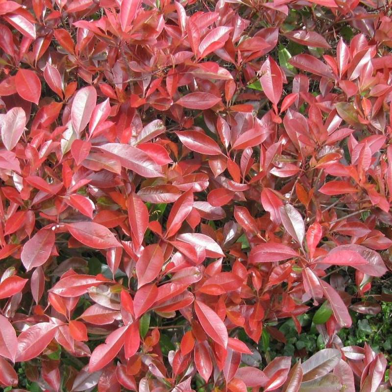 Photinia Little Red Robin à fleurs Blanche - feuillage Persistant - Pot de 3L - 20/40 cm-  hauteur à maturité De 1,00 m à 1,50 m - Image 1