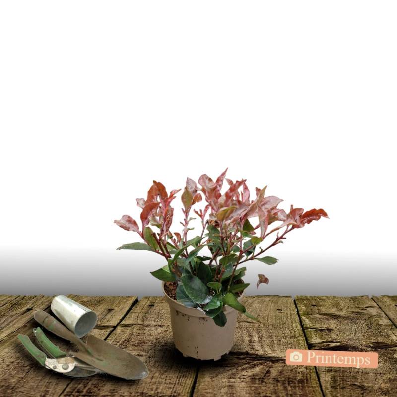 Photinia Little Red Robin à fleurs Blanche - feuillage Persistant - Pot de 3L - 20/40 cm-  hauteur à maturité De 1,00 m à 1,50 m - Image 5