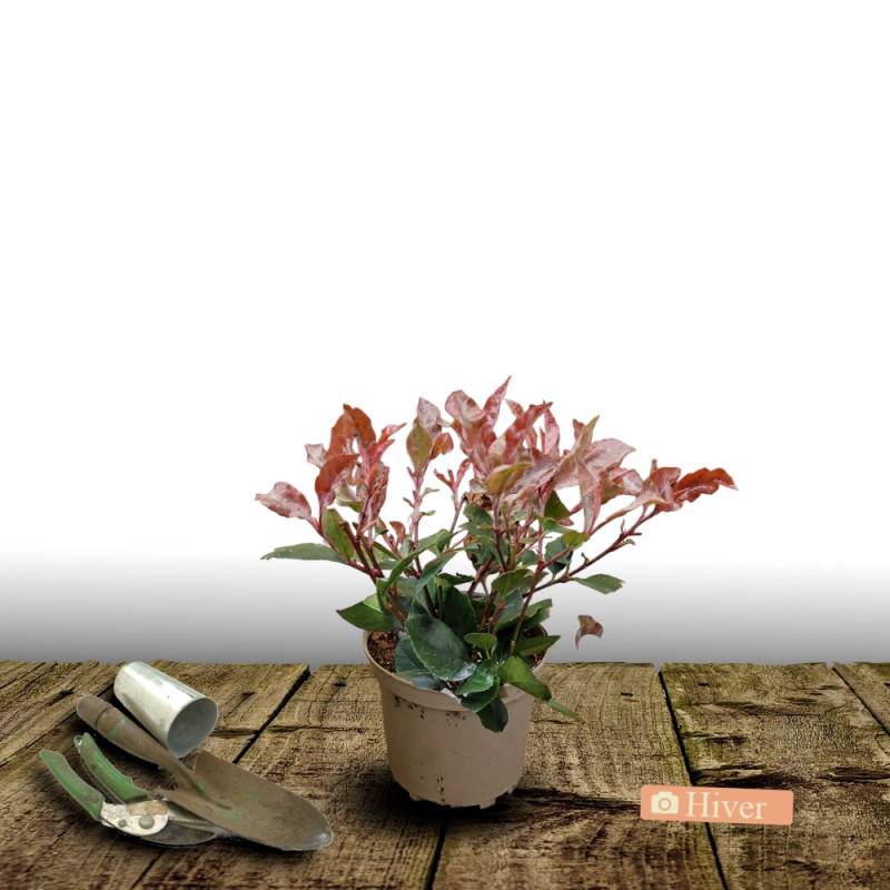 Photinia Little Red Robin à fleurs Blanche - feuillage Persistant - Pot de 3L - 20/40 cm-  hauteur à maturité De 1,00 m à 1,50 m - Image 4