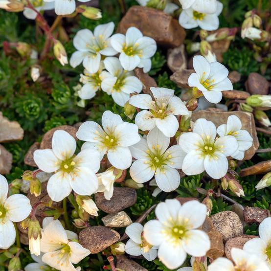 Saxifraga paniculata var.minutifolia - Saxifrage Godet de 8/9 cm