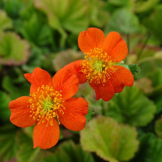 Geum coccineum Borisii - Benoîte orange Godet de 8/9 cm