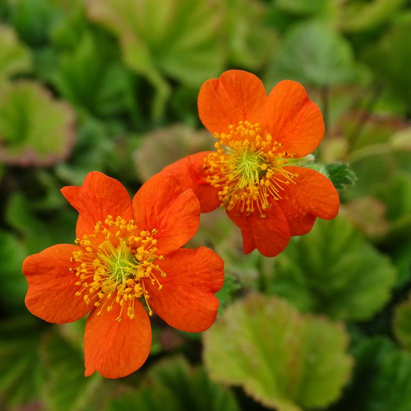 Geum coccineum Borisii - Benoîte orange Godet de 8/9 cm