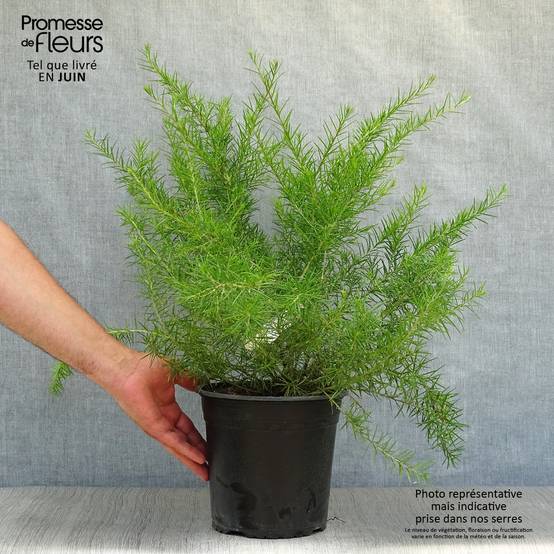 Promesse de Fleurs - Grevillea juniperina Pot de 2L/3L - Image 2