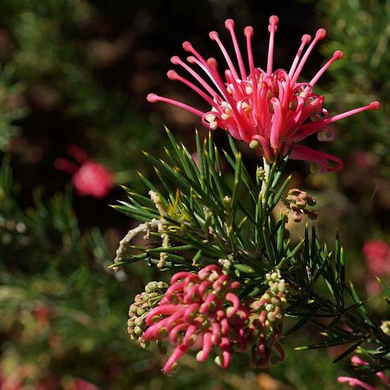 Promesse de Fleurs - Grevillea juniperina Pot de 2L/3L - Image 1