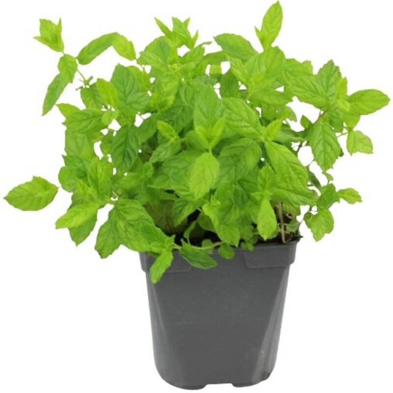 Menthe verte pot de 1Litre - Image 1