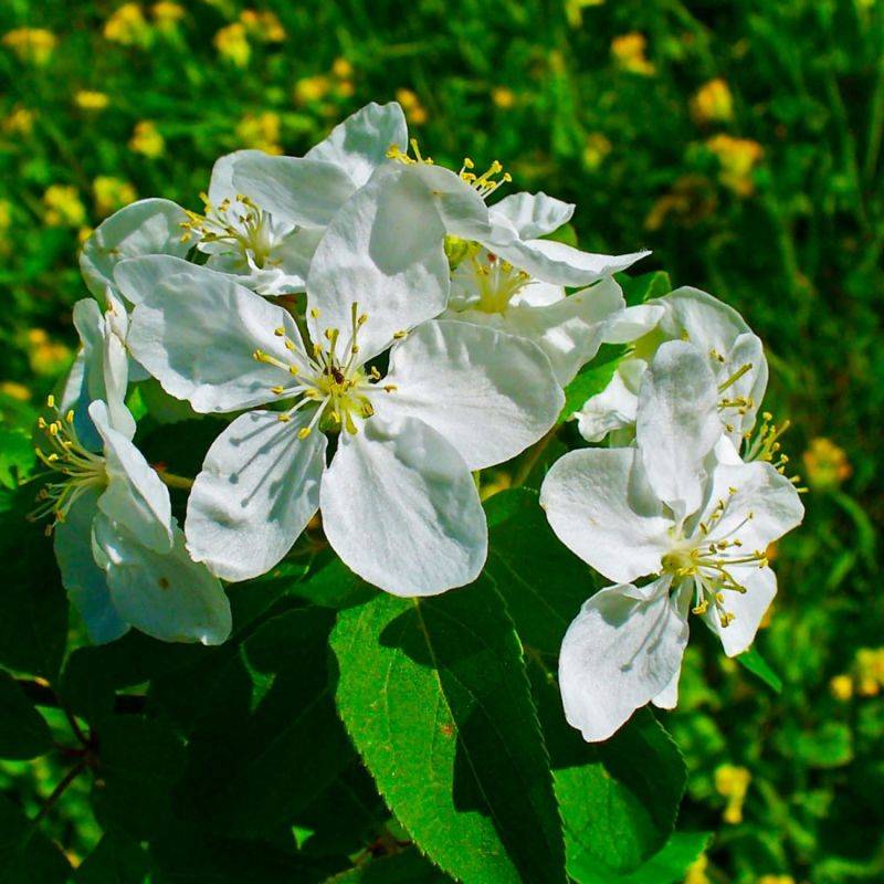 Pommier Sauvage (Malus Sylvestris) - Godet - Taille 20/40cm - Pépinières Naudet - Image 2