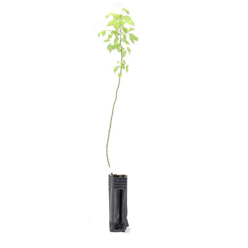Pommier Sauvage (Malus Sylvestris) - Godet - Taille 20/40cm - Pépinières Naudet - Image 3