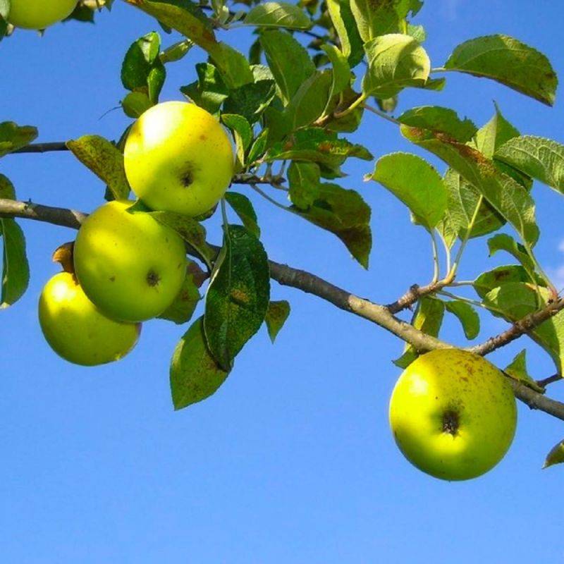 Pommier Sauvage (Malus Sylvestris) - Godet - Taille 20/40cm - Pépinières Naudet - Image 1