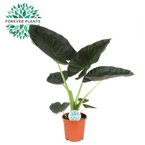 Alocasia Regal Shield - D21 H90cm