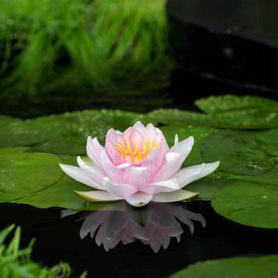 Nymphaea Hollandia - Nénuphar rustique Pot de 1L/1,5L
