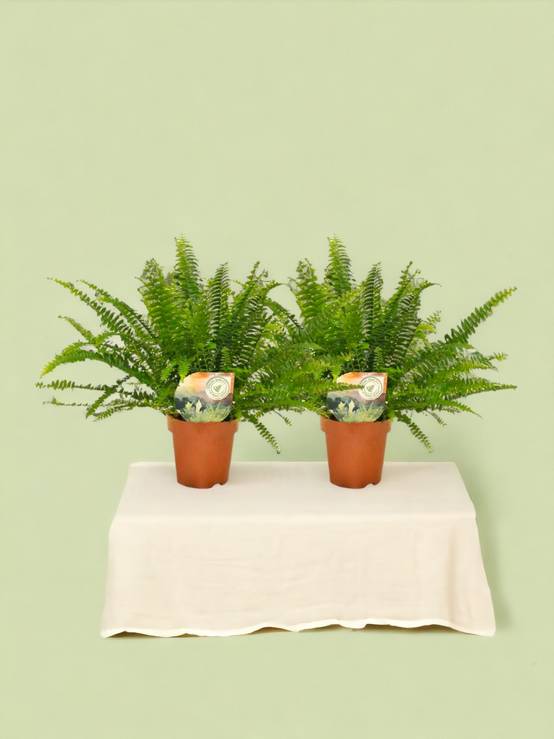 Nephrolepis Krulvaren - D12