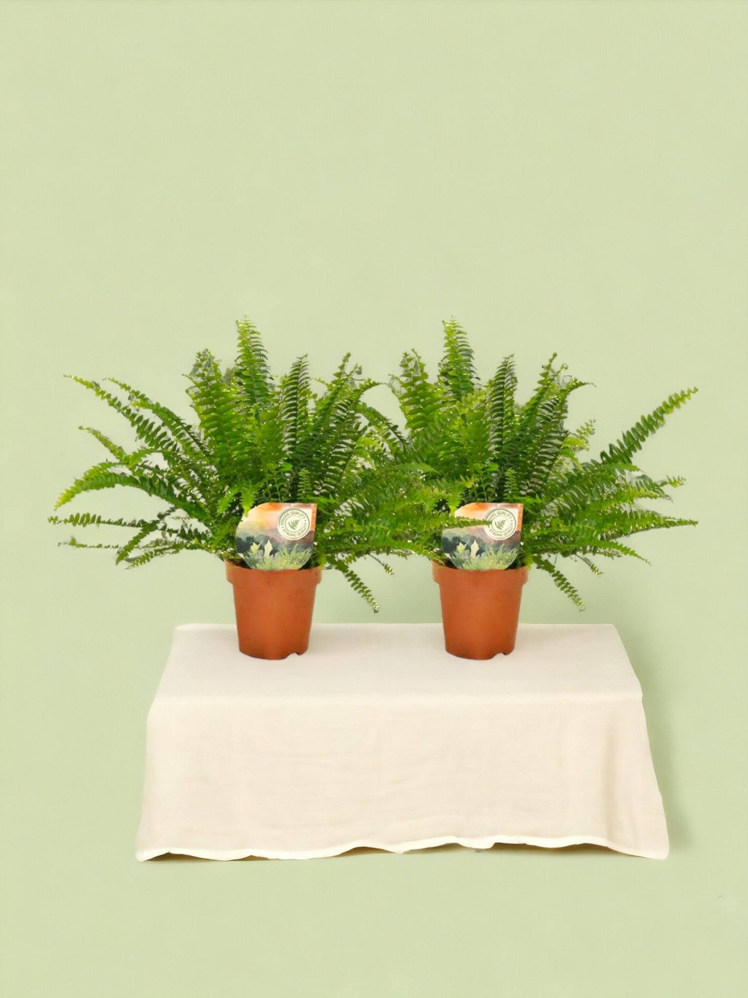 Nephrolepis Krulvaren - D12