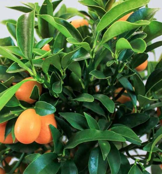 0 - Citrus floridana limequat (Hybride entre citron vert et kumquat) Pot de 9 litres -140/160 cm - Image 2