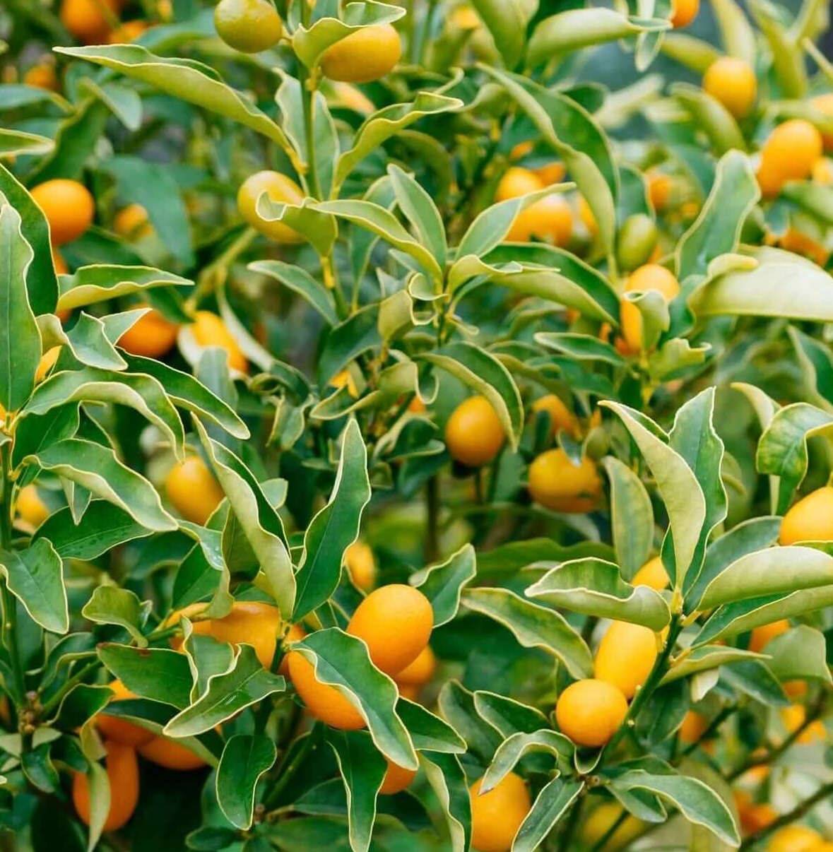 0 - Citrus floridana limequat (Hybride entre citron vert et kumquat) Pot de 9 litres -140/160 cm - Image 3