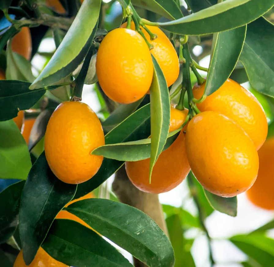 0 - Citrus floridana limequat (Hybride entre citron vert et kumquat) Pot de 9 litres -140/160 cm - Image 1