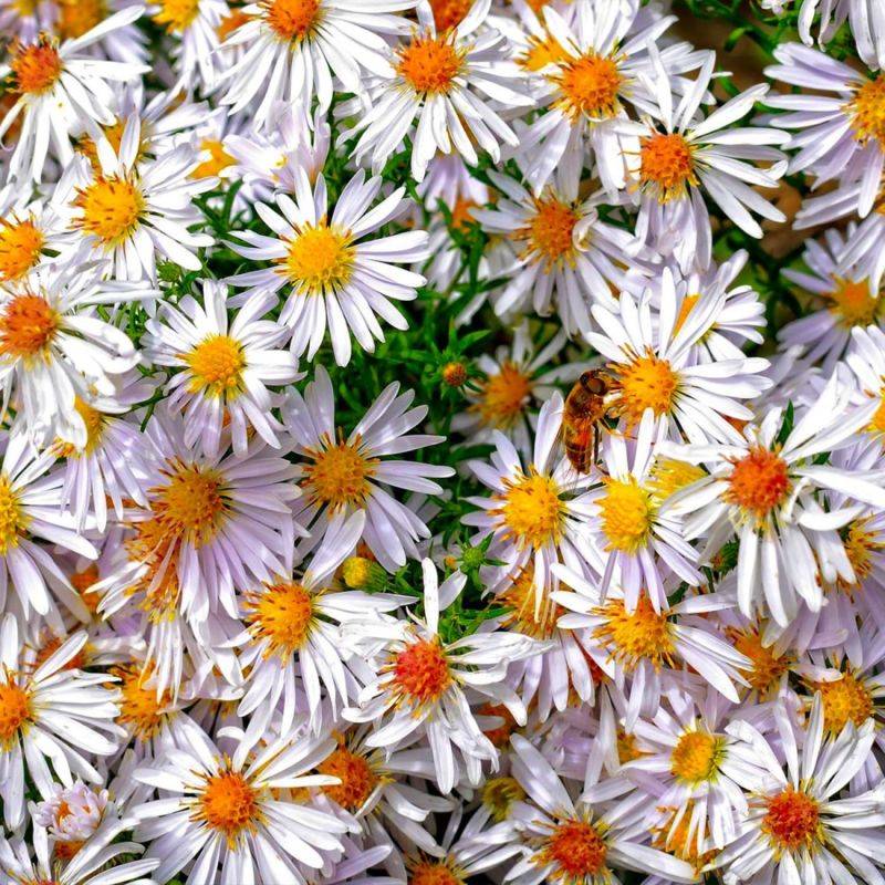 3 Asters Tongolensis 'Wartburgstern' - Lot de 3 vivaces - Pépinières Naudet - Image 1